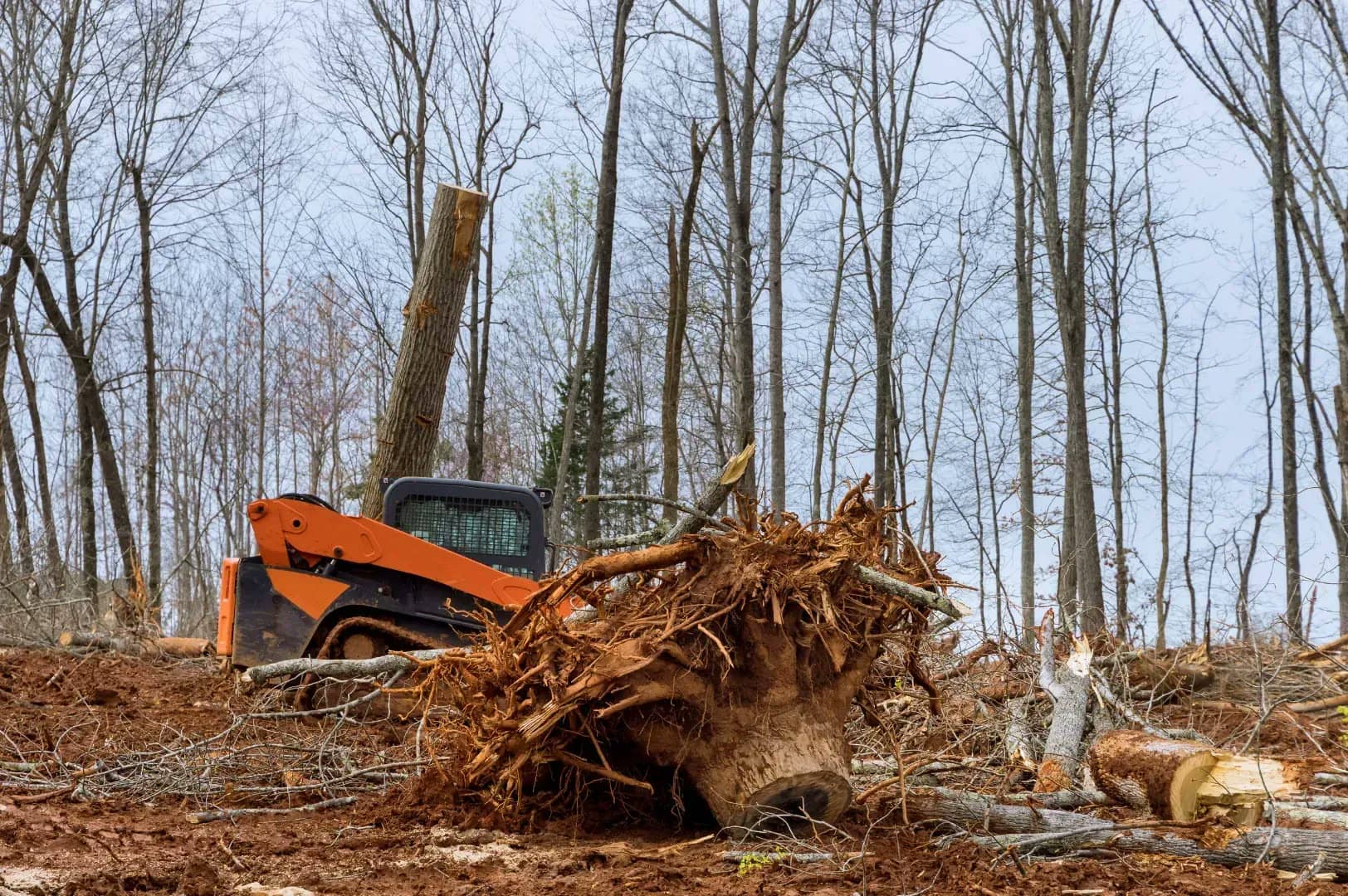 Tracked loader pulling a stump and roots in a stand of trees